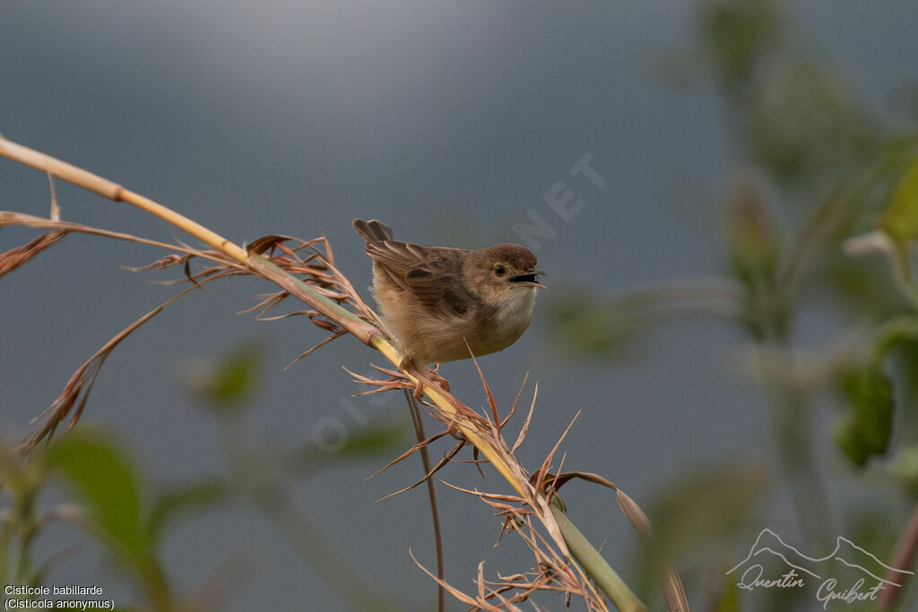 Chattering Cisticola, identification