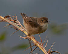 Chattering Cisticola