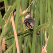 Winding Cisticola