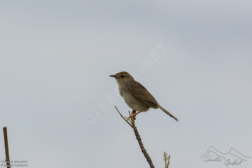 Rattling Cisticola