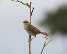 Rattling Cisticola