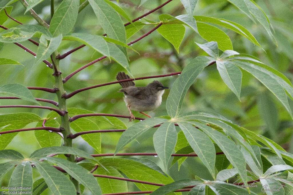 Whistling Cisticola