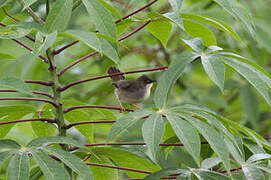 Whistling Cisticola