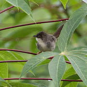 Whistling Cisticola