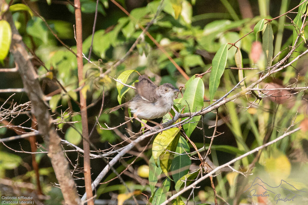 Whistling Cisticola