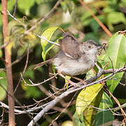 Whistling Cisticola