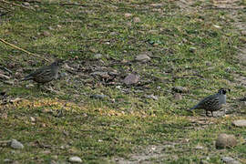 California Quail