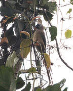 Speckled Mousebird