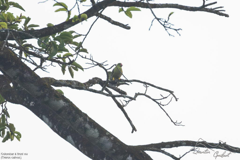 Colombar à front nu, identification