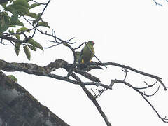 African Green Pigeon