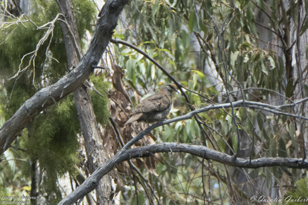 Brush Bronzewing