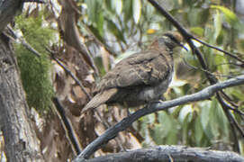 Brush Bronzewing