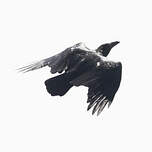 Corbeau à queue courte