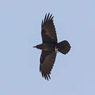 Corbeau brun