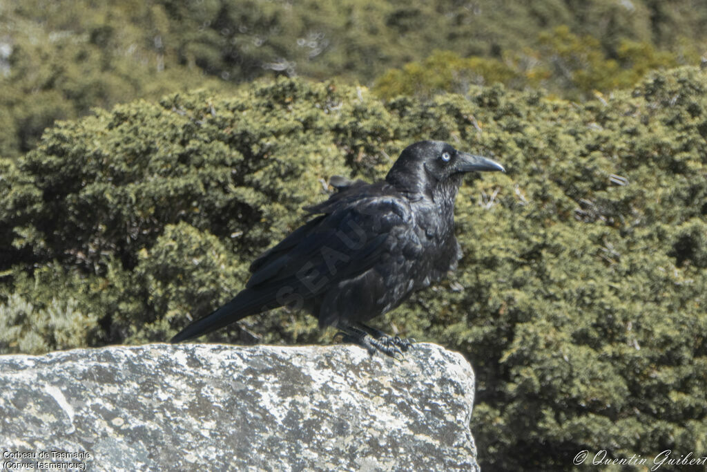 Corbeau de Tasmanie, identification