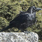 Corbeau de Tasmanie