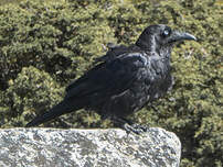 Corbeau de Tasmanie