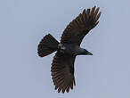 Corbeau familier