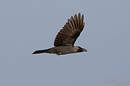 Corbeau familier