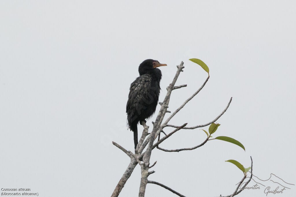 Cormoran africainadulte, identification