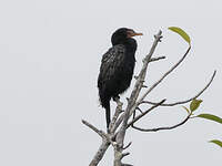 Cormoran africain