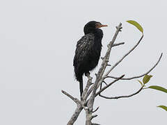 Reed Cormorant