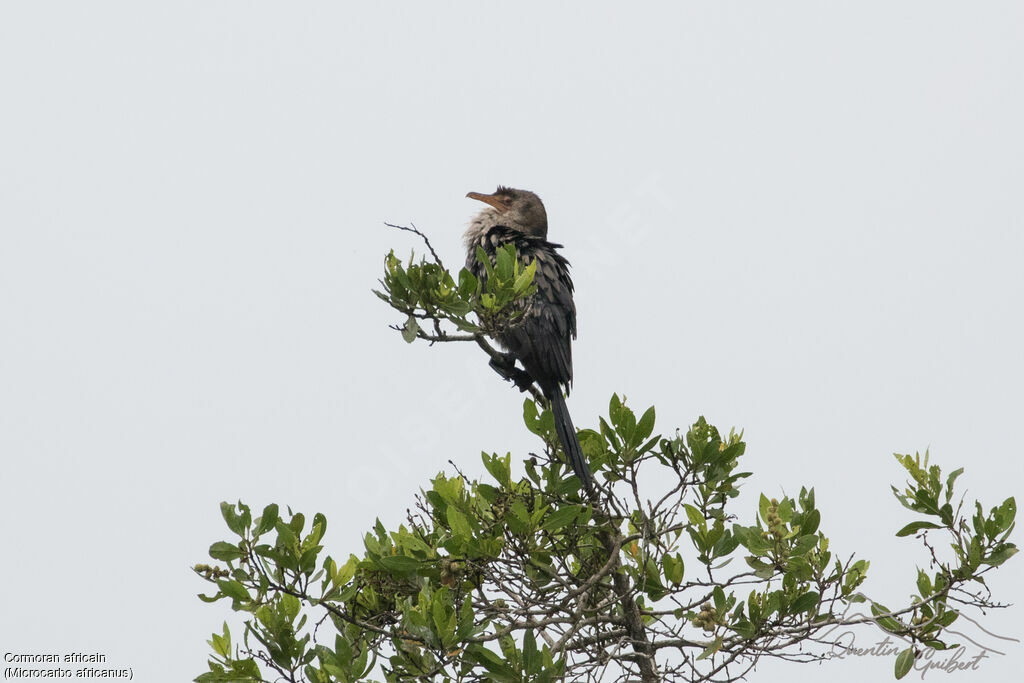 Cormoran africainimmature, identification