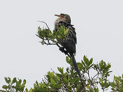 Reed Cormorant