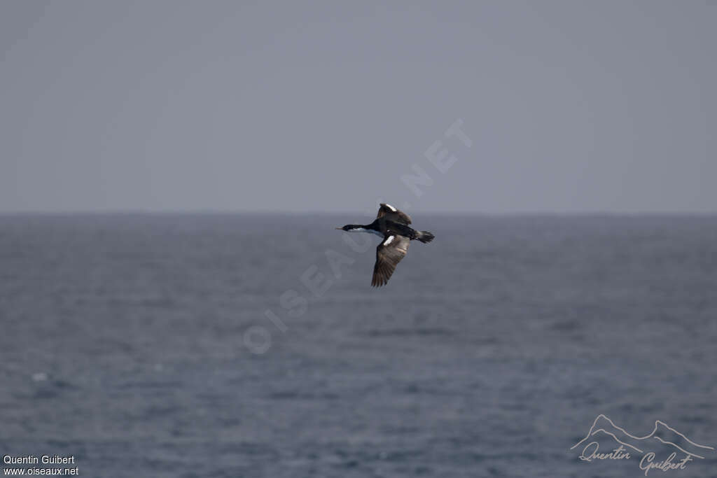 Cormoran de Crozetadulte, habitat, Vol