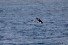 Crozet Shag