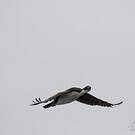Cormoran de Crozet