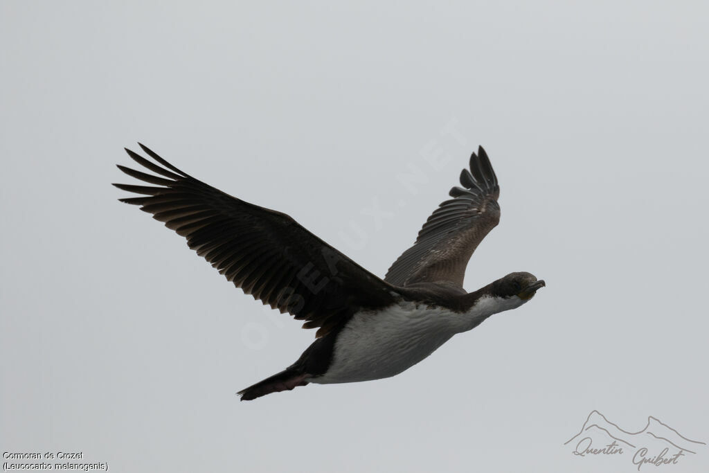 Crozet Shag