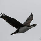 Cormoran de Crozet