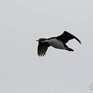 Cormoran de Crozet