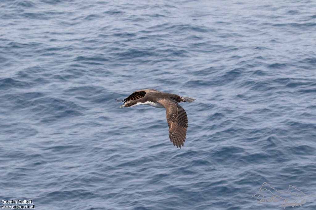 Crozet Shagimmature, pigmentation, Flight