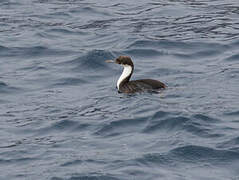 Crozet Shag