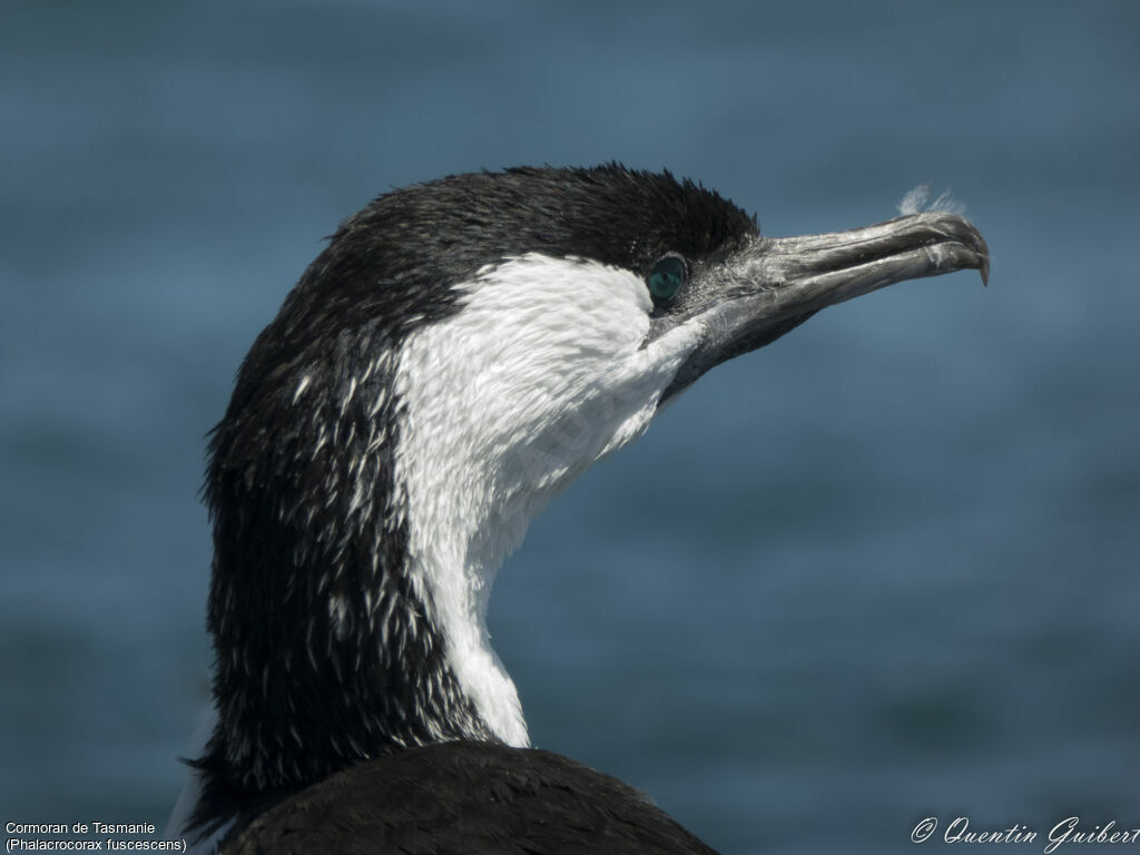 Black-faced Cormorantadult, close-up portrait