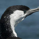 Cormoran de Tasmanie