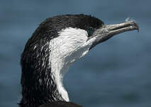 Cormoran de Tasmanie