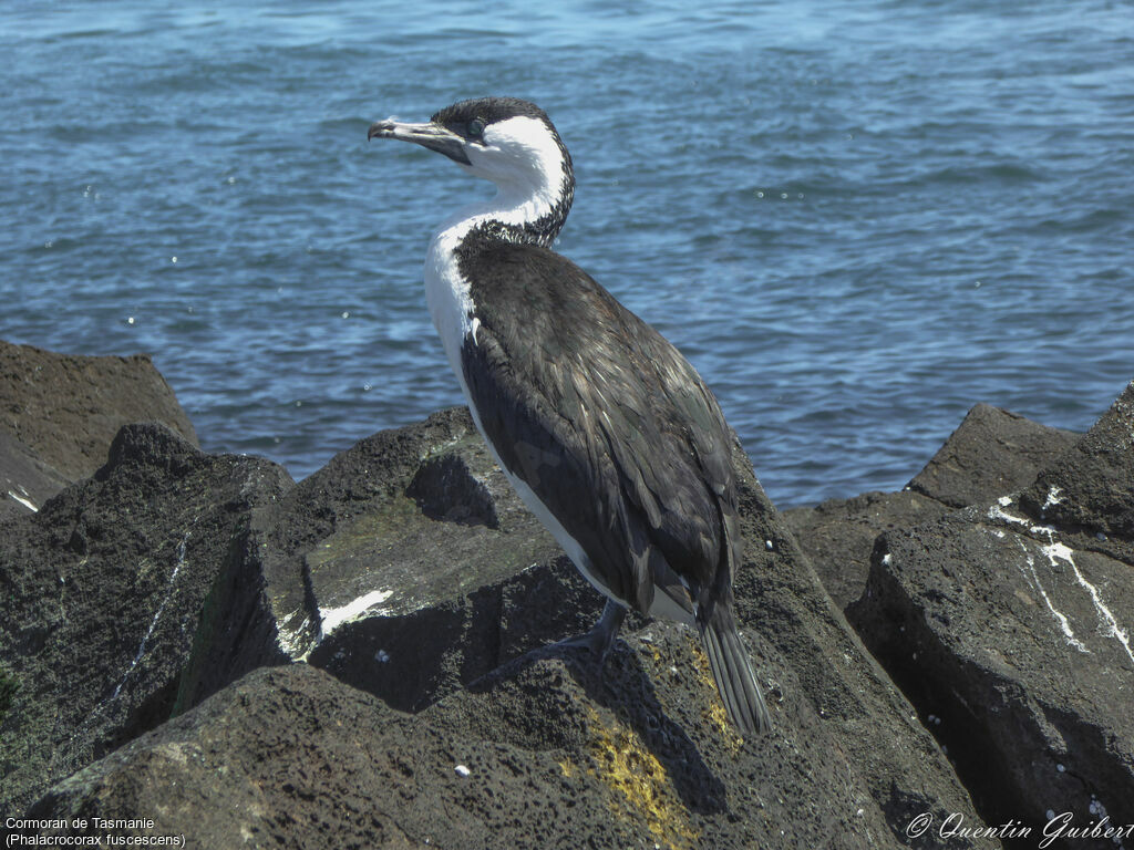 Black-faced Cormorantadult breeding, identification