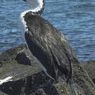 Cormoran de Tasmanie