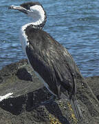 Black-faced Cormorant