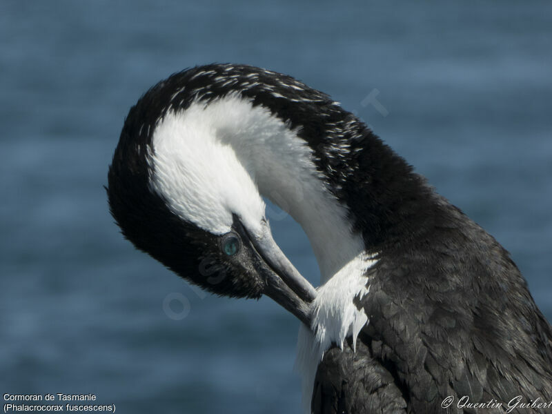 Black-faced Cormorant, identification, close-up portrait, care