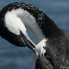 Cormoran de Tasmanie