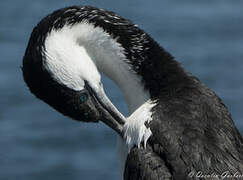 Cormoran de Tasmanie