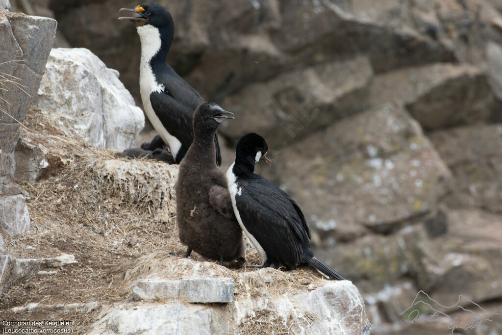 Kerguelen Shag