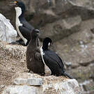 Cormoran des Kerguelen