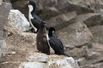 Cormoran des Kerguelen