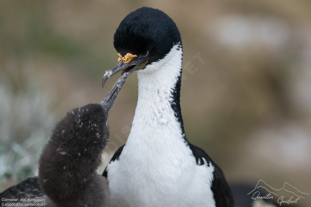 Cormoran des Kerguelen