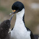 Cormoran des Kerguelen